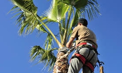 trimming-palm-tree